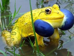 Tanpa Photoshop, Foto Hewan Warna Warni Ini Asli Mengagumkan