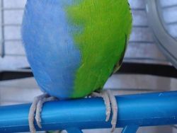 Tanpa Photoshop, Foto Hewan Warna Warni Ini Asli Mengagumkan