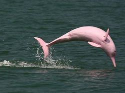 Tanpa Photoshop, Foto Hewan Warna Warni Ini Asli Mengagumkan