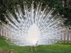 Tanpa Photoshop, Foto Hewan Warna Warni Ini Asli Mengagumkan