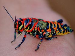 Tanpa Photoshop, Foto Hewan Warna Warni Ini Asli Mengagumkan