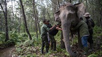 Pemasangan GPS collar dilakukan di kantong habitat Sugihan-Simpang Heran yang berada di area konsesi mitra pemasok APP Sinar Mas, PT Bumi Andalas Permai (BAP). Di dalam kawasan yang ditumbuhi tanaman akasia dan eukaliptus tersebut terdapat tiga kelompok gajah. Namun kali ini, pemasangan GPS collar hanya ditujukan untuk dua individu gajah yang hidup di dua kelompok gajah.