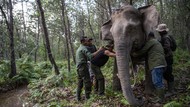 Upaya Mitigasi Konflik Gajah Sumatera dan Manusia