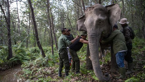 Seekor gajah sumatra (Elephas maximus sumatranus) liar bernama Meisi yang berjenis kelamin betina dipasangkan kalung GPS (GPS Collar).