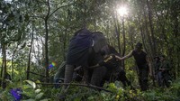 Kedua gajah sumatra liar berjenis kelamin betina tersebut diberi nama Meilani (40 tahun) dengan berat 2.812 kg dan Meisi (30 tahun) dengan berat 2.545 kg. Selain pemasangan GPS Collar, dilakukan juga pengukuran lingkar badan, lingkar kaki termasuk pengambilan sampel darah pada kedua gajah tersebut.