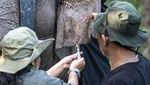 Upaya Mitigasi Konflik Gajah Sumatera dan Manusia