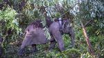 Upaya Mitigasi Konflik Gajah Sumatera dan Manusia