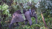 Tujuan dari pemasangan ini adalah untuk memantau pergerakan kelompok gajah sumatra sebagai upaya mitigasi konflik antara manusia dengan satwa dilindungi. Kelompok gajah yang akan dipasang GPS collar tersebut merupakan kelompok yang pernah berkonflik dengan manusia pada Rabu (4/5/2020) lalu.