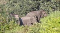 Ketika kelompok gajah itu masuk ke permukiman, warga bisa mendapatkan peringatan diri dari pihak berwenang agar lebih waspada dan menyiapkan diri ketika wilayahnya dilewati kelompok gajah. Dengan begitu konflik antara manusia dan gajah bisa diminimalisasi, lanjut Ujang.