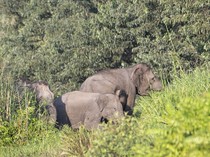 Nekat Selfie dengan Gajah Liar, Turis di India Diinjak