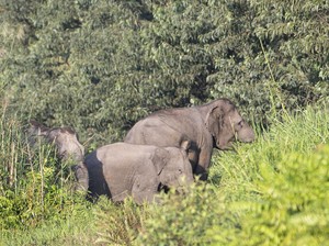 Gading Bukan Satu-satunya yang Terancam, Hutan Gajah Sumatra Terus Hilang