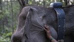 Upaya Mitigasi Konflik Gajah Sumatera dan Manusia