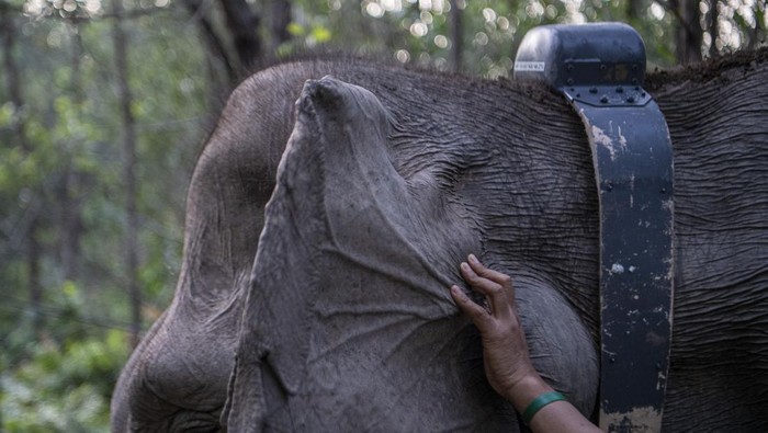 Seekor gajah sumatra (Elephas maximus sumatranus) liar bernama Meisi yang berjenis kelamin betina dipasangkan kalung GPS (GPS Collar).