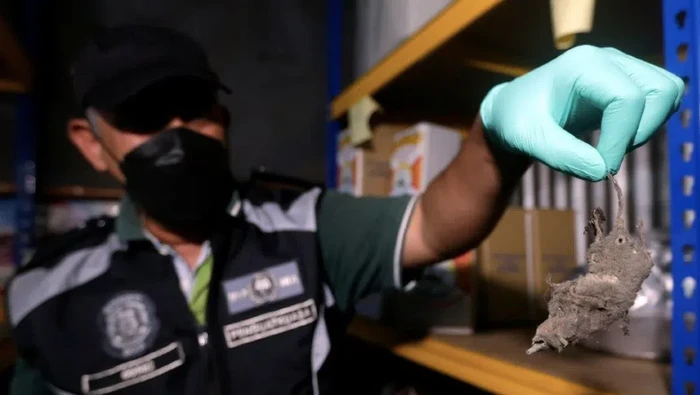 Jorok! Banyak Bangkai dan Kotoran Tikus di Pabrik Teh dan Kopi Ternama Ini