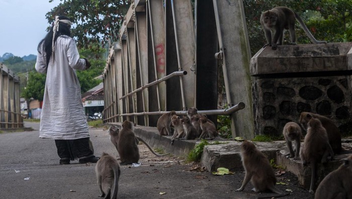 PERUBAHAN PERILAKU PADA MONYET EKOR PANJANG Warga memberi makan monyet ekor panjang (Macaca fascicularis) di Pulo Manuk, Lebak, Banten, Jumat (27/5/2022). Seringnya warga memberi makan pada monyet ekor panjang menyebabkan perilaku monyet berubah menjadi semakin agresif serta membuat ketergantungan pada makanan yang diberikan manusia. ANTARA FOTO/Muhammad Bagus Khoirunas/tom.