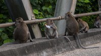 Seringnya warga memberi makan pada monyet ekor panjang menyebabkan perilaku monyet berubah menjadi semakin agresif serta membuat ketergantungan pada makanan yang diberikan manusia.