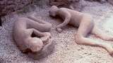 Penyakit Sampai Keragaman Genetika Penghuni Pompeii Terkuak