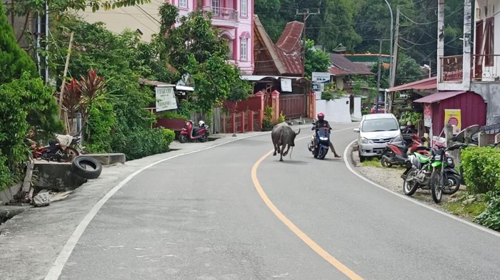 Seekor kerbau di Jalan Poros Toraja, Sulawesi Selatan (Sulsel) mengamuk dan menyeruduk pengendara.