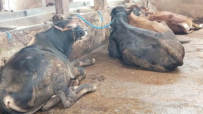 Virus PMK mulai mewabah di Tuban. 4 ekor sapi mati diduga terjangkit.