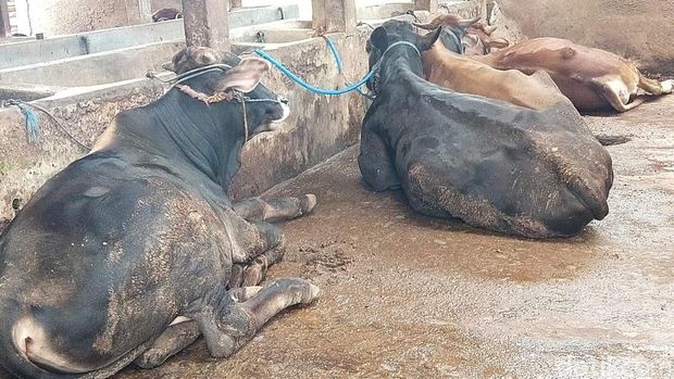 Virus PMK mulai mewabah di Tuban. 4 ekor sapi mati diduga terjangkit.