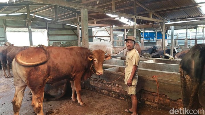 Virus PMK mulai mewabah di Tuban. 4 ekor sapi mati diduga terjangkit.