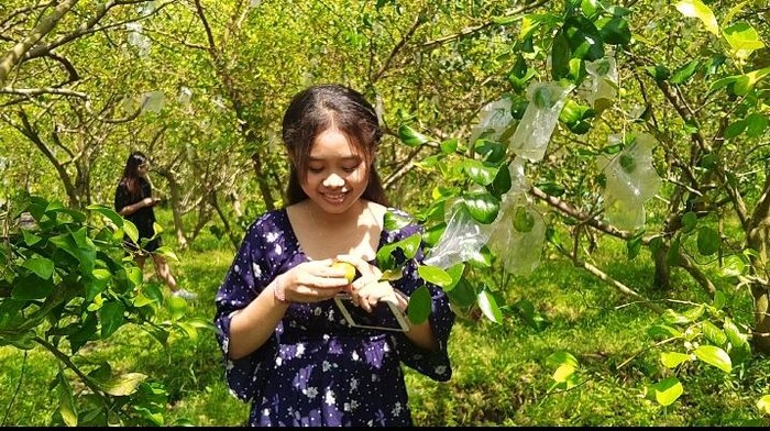Agrowisata Apel India di Banjar Rening, Desa Baluk, Kecamatan Negara, Kabupaten Jembrana, Bali, Minggu (29/5/2022)