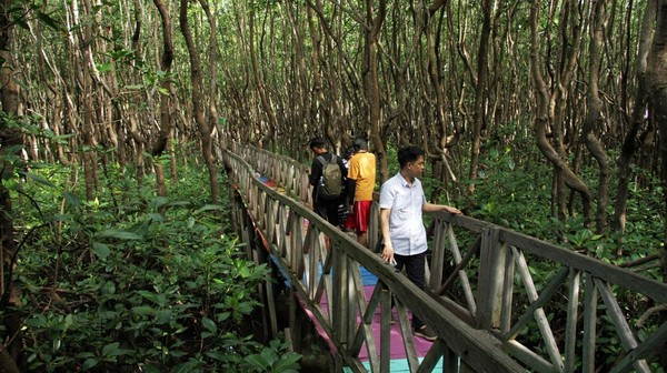 Diketahui, hutan mangrove ini memiliki luar sekitar 173,5 hektare. 