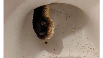 Skip kalau ini. Foto: (Bored Panda).