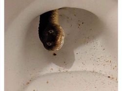 Netizen Bagikan Foto Kamar Mandi Paling Aneh dan Seram, Berani Coba?