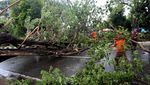 Dihantam Angin Kencang, Atap Rumah Rusak-Pohon Tumbang di Aceh