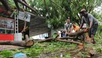 Dihantam Angin Kencang, Atap Rumah Rusak-Pohon Tumbang di Aceh