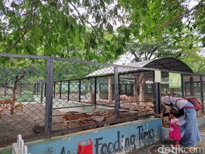 Cegah Wabah PMK, Kebun Binatang Surabaya Tutup 2 Wahana
