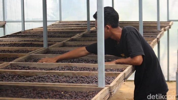 kopi excelsa wonosalam jombang