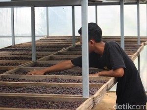 Perjuangan Rubath Kopi Jombang Hingga Sukses Ekspor 12 Ton Excelsa