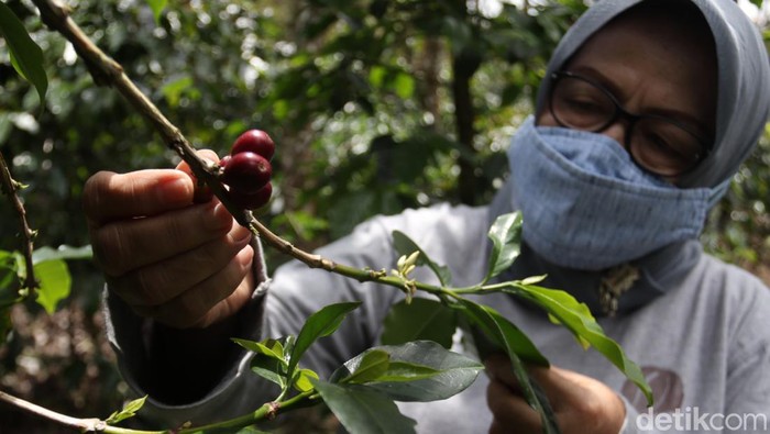 Kopi Wanoja.