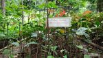 Di Taman Tersembunyi Ini, Bibit Pohon untuk Penghijauan Bersemi