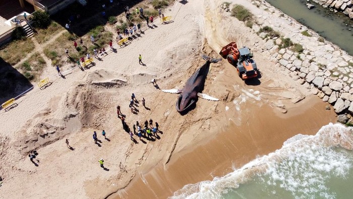 Seekor paus mati terdampar di sebuah pantai kawasan Spanyol. Paus itu dilaporkan memiliki berat 30 ton dan panjang 14 meter. Ini penampakannya.