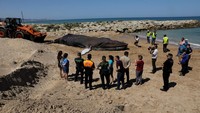 Selain itu, paus tersebut memiliki panjang 14 meter. 