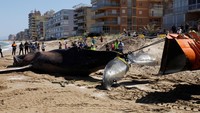 Sejumlah orang menyaksikan proses evakuasi paus seberat 30 ton yang ditemukan mati terdampar di pantai yang ada di kota Tavernes de la Valldigna, Valencia, Spanyol.