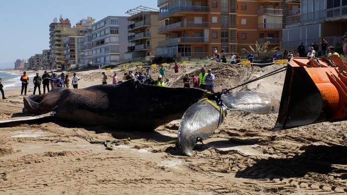 Penampakan Paus 30 Ton yang Terdampar di Spanyol, Kondisinya Memilukan Seekor paus mati terdampar di sebuah pantai kawasan Spanyol. Paus itu dilaporkan memiliki berat 30 ton dan panjang 14 meter. Ini penampakannya.