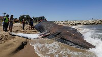 Begini penampakan seekor paus yang mati terdampar di pantai yang berada di kota Tavernes de la Valldigna, Valencia, Spanyol, Jumat (27/5/2022).