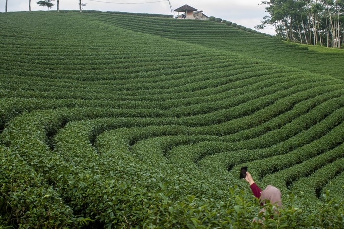 Pengunjung berswafoto di kebun teh Cikuya, Lebak, Banten, Sabtu (28/5/2022). Wisata kebun teh yang dikelola oleh PT Harendong bekerjasama dengan Badan Usaha Milik Desa (BUMDes) setempat tersebut menjadi salah satu alternatif dan potensi wisata di Kabupaten Lebak. ANTARA FOTO/Muhammad Bagus Khoirunas/rwa.
