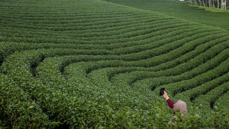 POTENSI WISATA KEBUN TEH DI LEBAK Pengunjung berswafoto di kebun teh Cikuya, Lebak, Banten, Sabtu (28/5/2022). Wisata kebun teh yang dikelola oleh PT Harendong bekerjasama dengan Badan Usaha Milik Desa (BUMDes) setempat tersebut menjadi salah satu alternatif dan potensi wisata di Kabupaten Lebak. ANTARA FOTO/Muhammad Bagus Khoirunas/rwa.