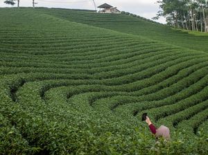 Ternyata, Lebak Punya Kebun Teh yang Instagramable Banget