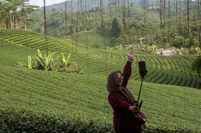 Pengunjung berswafoto di kebun teh Cikuya, Lebak, Banten, Sabtu (28/5/2022). Wisata kebun teh yang dikelola oleh PT Harendong bekerjasama dengan Badan Usaha Milik Desa (BUMDes) setempat tersebut menjadi salah satu alternatif dan potensi wisata di Kabupaten Lebak. ANTARA FOTO/Muhammad Bagus Khoirunas/rwa.