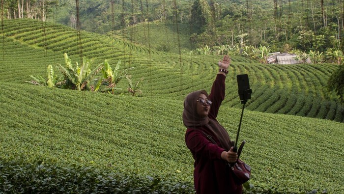 Pengunjung berswafoto di kebun teh Cikuya, Lebak, Banten, Sabtu (28/5/2022). Wisata kebun teh yang dikelola oleh PT Harendong bekerjasama dengan Badan Usaha Milik Desa (BUMDes) setempat tersebut menjadi salah satu alternatif dan potensi wisata di Kabupaten Lebak. ANTARA FOTO/Muhammad Bagus Khoirunas/rwa.