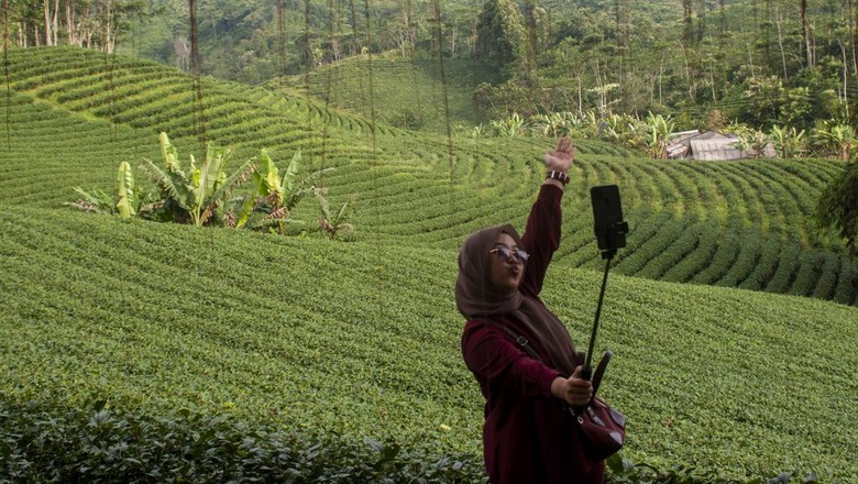 POTENSI WISATA KEBUN TEH DI LEBAK Pengunjung berswafoto di kebun teh Cikuya, Lebak, Banten, Sabtu (28/5/2022). Wisata kebun teh yang dikelola oleh PT Harendong bekerjasama dengan Badan Usaha Milik Desa (BUMDes) setempat tersebut menjadi salah satu alternatif dan potensi wisata di Kabupaten Lebak. ANTARA FOTO/Muhammad Bagus Khoirunas/rwa.