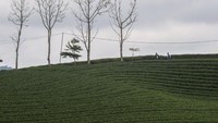 Kata salah satu pengunjung, teh dari Kebun Teh Cikuya jadi salah satu yang terbaik di dunia. Jadi dia sekalian datang nyicip tehnya. (Foto: ANTARA FOTO/Muhammad Bagus Khoirunas)