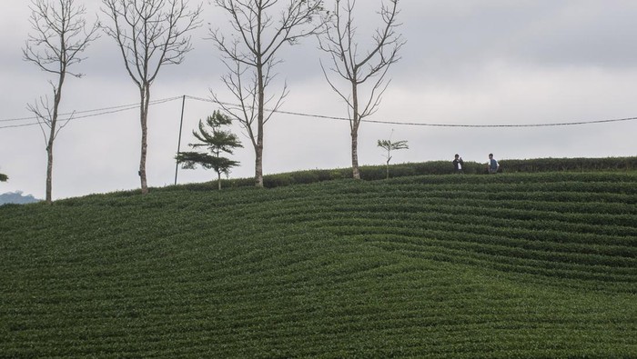 Pengunjung berswafoto di kebun teh Cikuya, Lebak, Banten, Sabtu (28/5/2022). Wisata kebun teh yang dikelola oleh PT Harendong bekerjasama dengan Badan Usaha Milik Desa (BUMDes) setempat tersebut menjadi salah satu alternatif dan potensi wisata di Kabupaten Lebak. ANTARA FOTO/Muhammad Bagus Khoirunas/rwa.