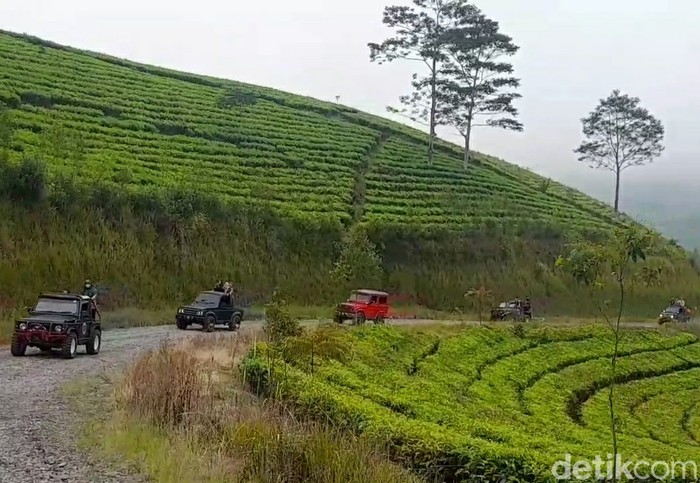 Wisata jip menjelajahi perkebunan teh di lereng Gunung Slamet Brebes, Minggu (25/5/2022).